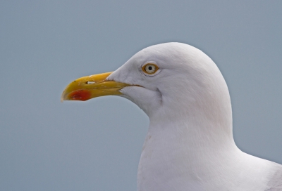 Ik ben oude foto's aan het opschonen. Vandaar deze foto uit 2014.
Op en om de boot van Wales naar Ierland lieten meeuwen zich goed fotograferen. Soms zo dichtbij dat een close-up van alleen de kop ook tot de mogelijkheden behoort.