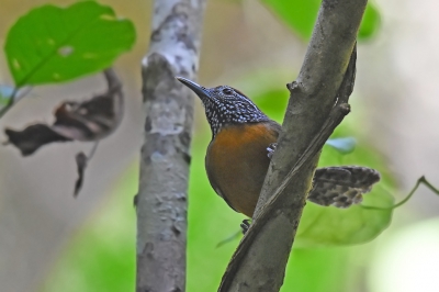 <i class='fa fa-user'></i>&nbsp;janusjansen&nbsp;|   Roodborstwinterkoning&nbsp; <i class='fa fa-eye'>&nbsp;256</i> &nbsp; <i class='fa fa-comment-o'>&nbsp;3</i>