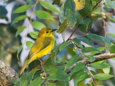 <i class='fa fa-user'></i>&nbsp;Paul van Giersbergen&nbsp;|   Goudbrauwbuulbuul&nbsp; <i class='fa fa-eye'>&nbsp;283</i> &nbsp;<i class='fa fa-thumbs-up'>&nbsp;1</i> &nbsp; <i class='fa fa-comment-o'>&nbsp;1</i>