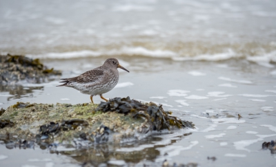 Het was druk op de Brouwersdam met strandlopers, steenlopers etc...