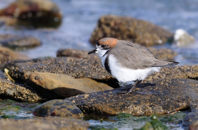 <i class='fa fa-user'></i>&nbsp;Nol Baarschers&nbsp;|   Falklandplevier&nbsp; <i class='fa fa-eye'>&nbsp;297</i> &nbsp; <i class='fa fa-comment-o'>&nbsp;3</i>