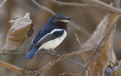 <i class='fa fa-user'></i>&nbsp;Ren�e en George&nbsp;|   Bruinkeellelvliegenvanger&nbsp; <i class='fa fa-eye'>&nbsp;341</i> &nbsp;<i class='fa fa-thumbs-up'>&nbsp;1</i> &nbsp; <i class='fa fa-comment-o'>&nbsp;4</i>