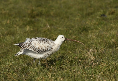 <i class='fa fa-user'></i>&nbsp;Eric Gibcus&nbsp;|   Wulp&nbsp; <i class='fa fa-eye'>&nbsp;477</i> &nbsp; <i class='fa fa-comment-o'>&nbsp;9</i>