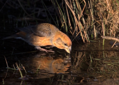 <i class='fa fa-user'></i>&nbsp;Kees Kroon&nbsp;|   Grote Kruisbek&nbsp; <i class='fa fa-eye'>&nbsp;482</i> &nbsp;<i class='fa fa-thumbs-up'>&nbsp;4</i> &nbsp; <i class='fa fa-comment-o'>&nbsp;13</i>