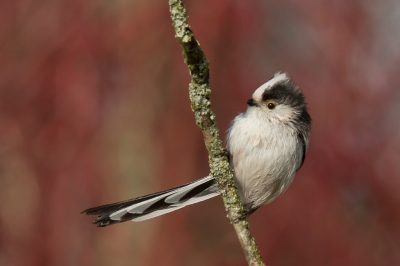 <i class='fa fa-user'></i>&nbsp;Truus Aletta Maan&nbsp;|   Staartmees&nbsp; <i class='fa fa-eye'>&nbsp;437</i> &nbsp;<i class='fa fa-thumbs-up'>&nbsp;10</i> &nbsp; <i class='fa fa-comment-o'>&nbsp;13</i>