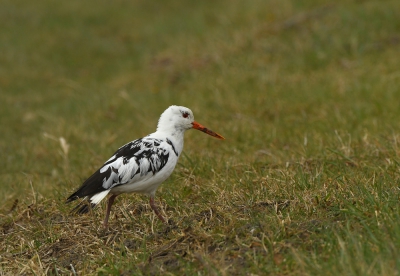 <i class='fa fa-user'></i>&nbsp;Eric Gibcus&nbsp;|   Scholekster&nbsp; <i class='fa fa-eye'>&nbsp;413</i> &nbsp; <i class='fa fa-comment-o'>&nbsp;2</i>