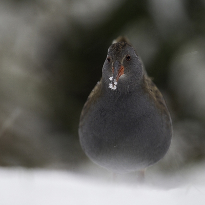 <i class='fa fa-user'></i>&nbsp;birdman&nbsp;|   Waterral&nbsp; <i class='fa fa-eye'>&nbsp;429</i> &nbsp;<i class='fa fa-thumbs-up'>&nbsp;4</i> &nbsp; <i class='fa fa-comment-o'>&nbsp;11</i>