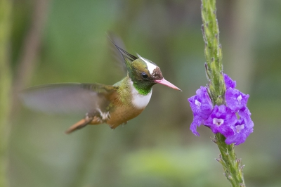 <i class='fa fa-user'></i>&nbsp;janusjansen&nbsp;|   Witkuifkoketkolibrie&nbsp; <i class='fa fa-eye'>&nbsp;349</i> &nbsp;<i class='fa fa-thumbs-up'>&nbsp;3</i> &nbsp; <i class='fa fa-comment-o'>&nbsp;7</i>