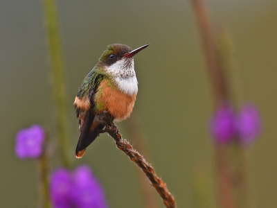 <i class='fa fa-user'></i>&nbsp;janusjansen&nbsp;|   Witkuifkoketkolibrie&nbsp; <i class='fa fa-eye'>&nbsp;364</i> &nbsp;<i class='fa fa-thumbs-up'>&nbsp;2</i> &nbsp; <i class='fa fa-comment-o'>&nbsp;9</i>