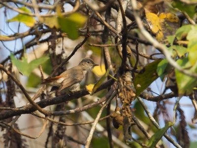 <i class='fa fa-user'></i>&nbsp;Paul van Giersbergen&nbsp;|   Roodstaartvliegenvanger&nbsp; <i class='fa fa-eye'>&nbsp;171</i> &nbsp; <i class='fa fa-comment-o'>&nbsp;1</i>