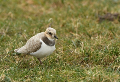 <i class='fa fa-user'></i>&nbsp;Eric Gibcus&nbsp;|   Kievit&nbsp; <i class='fa fa-eye'>&nbsp;383</i> &nbsp; <i class='fa fa-comment-o'>&nbsp;5</i>