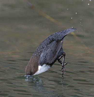 <i class='fa fa-user'></i>&nbsp;Gejo Wassink&nbsp;|   Waterspreeuw&nbsp; <i class='fa fa-eye'>&nbsp;543</i> &nbsp;<i class='fa fa-thumbs-up'>&nbsp;1</i> &nbsp; <i class='fa fa-comment-o'>&nbsp;9</i>