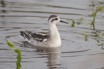 <i class='fa fa-user'></i>&nbsp;Marcel van der Tol&nbsp;|   Grauwe Franjepoot&nbsp; <i class='fa fa-eye'>&nbsp;333</i> &nbsp; <i class='fa fa-comment-o'>&nbsp;3</i>