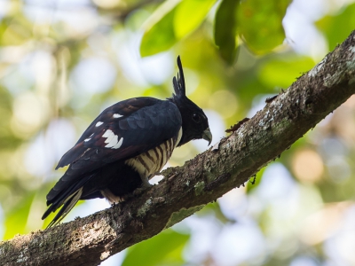 <i class='fa fa-user'></i>&nbsp;Paul van Giersbergen&nbsp;|   Zwarte Koekoekswouw&nbsp; <i class='fa fa-eye'>&nbsp;250</i> &nbsp; <i class='fa fa-comment-o'>&nbsp;5</i>