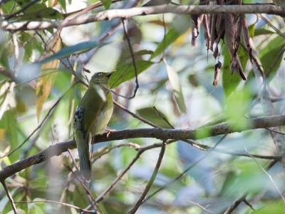 <i class='fa fa-user'></i>&nbsp;Paul van Giersbergen&nbsp;|   Grijskopbuulbuul&nbsp; <i class='fa fa-eye'>&nbsp;206</i> &nbsp; <i class='fa fa-comment-o'>&nbsp;3</i>