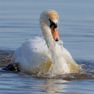 <i class='fa fa-user'></i>&nbsp;Harry Jamont&nbsp;|   Knobbelzwaan&nbsp; <i class='fa fa-eye'>&nbsp;216</i> &nbsp;<i class='fa fa-thumbs-up'>&nbsp;7</i> &nbsp; <i class='fa fa-comment-o'>&nbsp;13</i>