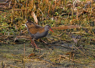 Misschien een beetje drukke achtergrond maar ik was al blij hem (of haar) in beeld te krijgen.
Vanuit de vogelkijkhut (Boetje van Kees) bij het Hoefijzermeer in het duingebied van Castricum.
20D 400mm f7.1 1/125 iso 200