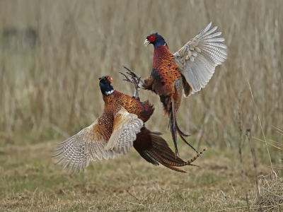 Lente. Er zat iets moois in de lucht: De mannetjes renden hard achter elkaar aan met als het te wensen slot, dat ze elkaar in de haren vlogen.