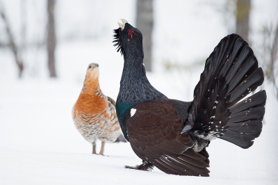 <i class='fa fa-user'></i>&nbsp;Floris Smeets&nbsp;|   Auerhoen&nbsp; <i class='fa fa-eye'>&nbsp;552</i> &nbsp;<i class='fa fa-thumbs-up'>&nbsp;4</i> &nbsp; <i class='fa fa-comment-o'>&nbsp;7</i>