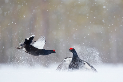 <i class='fa fa-user'></i>&nbsp;Floris Smeets&nbsp;|   Korhoen&nbsp; <i class='fa fa-eye'>&nbsp;599</i> &nbsp;<i class='fa fa-thumbs-up'>&nbsp;16</i> &nbsp; <i class='fa fa-comment-o'>&nbsp;14</i>