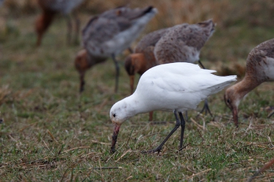 <i class='fa fa-user'></i>&nbsp;Kees de Jager&nbsp;|   Grutto&nbsp; <i class='fa fa-eye'>&nbsp;532</i> &nbsp; <i class='fa fa-comment-o'>&nbsp;11</i>