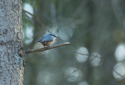 De eerste dag gelijk een voederplaats ingericht bij ons huisje op het bospark Lunsbergen.
Er waren niet veel huisjes bezet dus de vogeltjes kwamen snel. Het was zo leuk om elke dag de vogeltjes te zien. Ze bleven de hele dag komen. De achtergrond vind ik hier leuk.