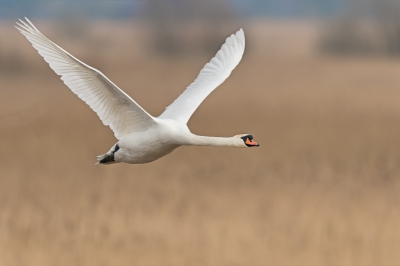 Het had gevroren, het water in het Lauwersmeer was op sommige plekken bevroren maar grote groepen smienten hielden stukken open. Vanaf de toren, uitkijkend over de rietvelden had ik het zicht op een paar grote wakken waar de knobbelzwanen wat rond dobberden. Plotseling het zwiepen van vleugels, de zwanen gingen er vandoor waarbij ze mooi langs de toren vlogen.