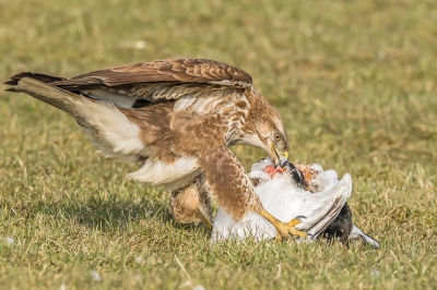 In de verte zag ik een buizerd iets heen en weer sjorren in het gras, dus nieuwsgierig en uiterst behoedzaam ging ik er heen zonder het dier te verstoren in zijn activiteit. Bleek dat de buizerd bergeend op het menu had staan. Hij keek heel even op om vervolgens onverstoorbaar verder te smikkelen.