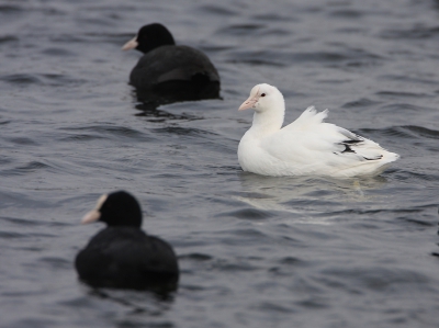 <i class='fa fa-user'></i>&nbsp;Ad Sprang&nbsp;|   Meerkoet&nbsp; <i class='fa fa-eye'>&nbsp;390</i> &nbsp; <i class='fa fa-comment-o'>&nbsp;8</i>