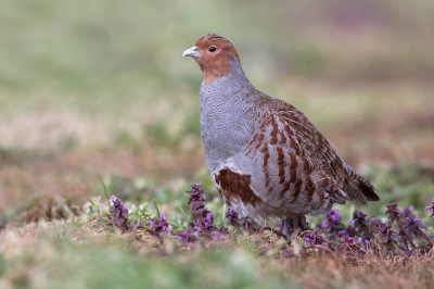 <i class='fa fa-user'></i>&nbsp;Luc Meert&nbsp;|   Patrijs&nbsp; <i class='fa fa-eye'>&nbsp;527</i> &nbsp;<i class='fa fa-thumbs-up'>&nbsp;13</i> &nbsp; <i class='fa fa-comment-o'>&nbsp;18</i>