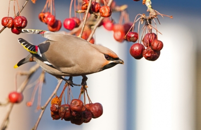 Ik vind het altijd weer een klein feestje als er Pestvogels in de buurt zijn. Dit keer was het extra leuk / spannend, omdat ik mijn net twee dagen oude (nieuwe dus) lens aan het uitproberen ben.
De foto is gemaakt vanaf statief, omdat er nogal wat geduld nodig was, en de camera anders echt te zwaar werd.