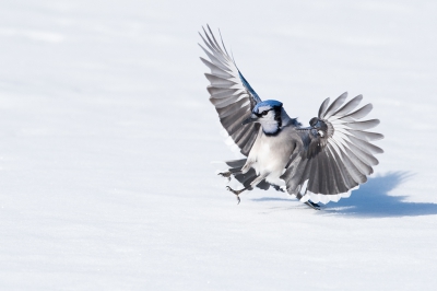 <i class='fa fa-user'></i>&nbsp;jan Luit&nbsp;|   Blauwe Gaai&nbsp; <i class='fa fa-eye'>&nbsp;578</i> &nbsp;<i class='fa fa-thumbs-up'>&nbsp;13</i> &nbsp; <i class='fa fa-comment-o'>&nbsp;12</i>