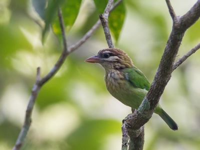 <i class='fa fa-user'></i>&nbsp;Paul van Giersbergen&nbsp;|   Groene Baardvogel&nbsp; <i class='fa fa-eye'>&nbsp;243</i> &nbsp;<i class='fa fa-thumbs-up'>&nbsp;2</i> &nbsp; <i class='fa fa-comment-o'>&nbsp;3</i>