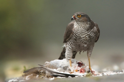 <i class='fa fa-user'></i>&nbsp;Marcel Langelaan&nbsp;|   Sperwer&nbsp; <i class='fa fa-eye'>&nbsp;662</i> &nbsp;<i class='fa fa-thumbs-up'>&nbsp;15</i> &nbsp; <i class='fa fa-comment-o'>&nbsp;18</i>