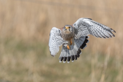 <i class='fa fa-user'></i>&nbsp;Jaap van Rotten&nbsp;|   Torenvalk&nbsp; <i class='fa fa-eye'>&nbsp;490</i> &nbsp;<i class='fa fa-thumbs-up'>&nbsp;6</i> &nbsp; <i class='fa fa-comment-o'>&nbsp;11</i>