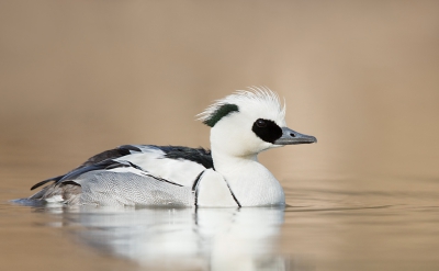 <i class='fa fa-user'></i>&nbsp;keesvanderklauw&nbsp;|   Nonnetje&nbsp; <i class='fa fa-eye'>&nbsp;697</i> &nbsp;<i class='fa fa-thumbs-up'>&nbsp;24</i> &nbsp; <i class='fa fa-comment-o'>&nbsp;25</i>