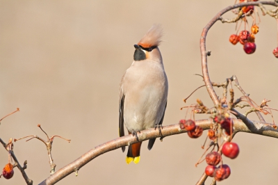 Nog een van de Pestvogelsfoto's die ik gisteren 22 maart,  in Lelystad gemaakt heb. Zoals ik gisteren al aangaf: Pestvogels fotograferen vind ik altijd een klein feestje.