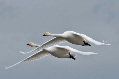 <i class='fa fa-user'></i>&nbsp;Hans Reitsma&nbsp;|   Wilde Zwaan&nbsp; <i class='fa fa-eye'>&nbsp;243</i> &nbsp;<i class='fa fa-thumbs-up'>&nbsp;6</i> &nbsp; <i class='fa fa-comment-o'>&nbsp;14</i>