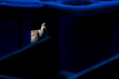 <i class='fa fa-user'></i>&nbsp;Henri Aantjes&nbsp;|   Turkse Tortel&nbsp; <i class='fa fa-eye'>&nbsp;497</i> &nbsp;<i class='fa fa-thumbs-up'>&nbsp;8</i> &nbsp; <i class='fa fa-comment-o'>&nbsp;8</i>