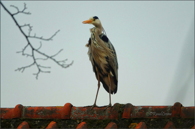 Tijd niet gezien maar deze reiger heeft van deze plek mooi zicht op twee tuin vijvers - waaronder de mijne!