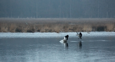 Het leuke van de MO opdrachten vind ik dat je de opdrachten meeneemt in je hoofd. Hier had ik mooi landende nijlganzen in beeld. Het was nog wat donker. De zon was nog niet op. Het ijs was gesmolten en voor het eerst zag ik wat vogels op het Lunsven. Er hing wat nevel over het ven. Het was het zgn. blauwe half uurtje wat het een wat mysterieuze sfeer gaf.