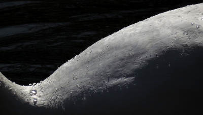 <i class='fa fa-user'></i>&nbsp;sieb&nbsp;|   Knobbelzwaan&nbsp; <i class='fa fa-eye'>&nbsp;295</i> &nbsp;<i class='fa fa-thumbs-up'>&nbsp;8</i> &nbsp; <i class='fa fa-comment-o'>&nbsp;16</i>