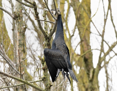 <i class='fa fa-user'></i>&nbsp;Martijn de Jonge&nbsp;|   Aalscholver&nbsp; <i class='fa fa-eye'>&nbsp;342</i> &nbsp; <i class='fa fa-comment-o'>&nbsp;8</i>