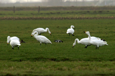 Gemaakt met de minolta dynax d7-500mm