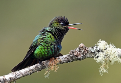 <i class='fa fa-user'></i>&nbsp;janusjansen&nbsp;|   Irazukolibrie&nbsp; <i class='fa fa-eye'>&nbsp;252</i> &nbsp;<i class='fa fa-thumbs-up'>&nbsp;2</i> &nbsp; <i class='fa fa-comment-o'>&nbsp;3</i>