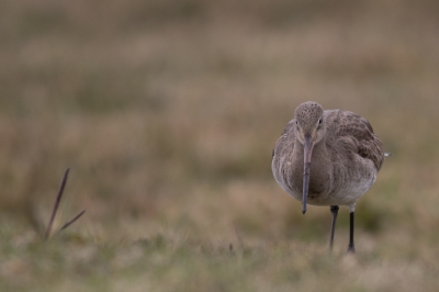 Vandaag even de polder in naar een bekend stukje plasdras waar veel grutto's zitten. Plat op mn buik achter een hekje liggen wachten tot de vogels wat dichterbij wilde komen. En dat wilde al snel.