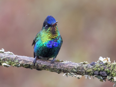 <i class='fa fa-user'></i>&nbsp;janusjansen&nbsp;|   Irazukolibrie&nbsp; <i class='fa fa-eye'>&nbsp;317</i> &nbsp;<i class='fa fa-thumbs-up'>&nbsp;4</i> &nbsp; <i class='fa fa-comment-o'>&nbsp;5</i>