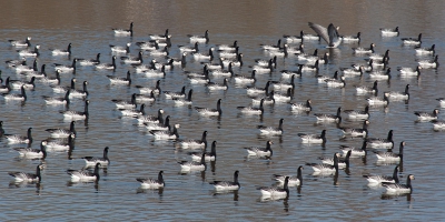 <i class='fa fa-user'></i>&nbsp;P.Teune&nbsp;|   Brandgans&nbsp; <i class='fa fa-eye'>&nbsp;316</i> &nbsp; <i class='fa fa-comment-o'>&nbsp;13</i>