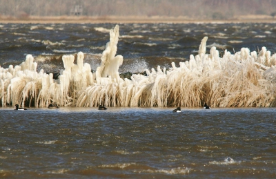 <i class='fa fa-user'></i>&nbsp;luutgroeneveld&nbsp;|   Kuifeend&nbsp; <i class='fa fa-eye'>&nbsp;367</i> &nbsp;<i class='fa fa-thumbs-up'>&nbsp;1</i> &nbsp; <i class='fa fa-comment-o'>&nbsp;11</i>