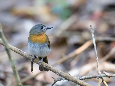 <i class='fa fa-user'></i>&nbsp;Paul van Giersbergen&nbsp;|   Keralaniltava&nbsp; <i class='fa fa-eye'>&nbsp;232</i> &nbsp; <i class='fa fa-comment-o'>&nbsp;0</i>